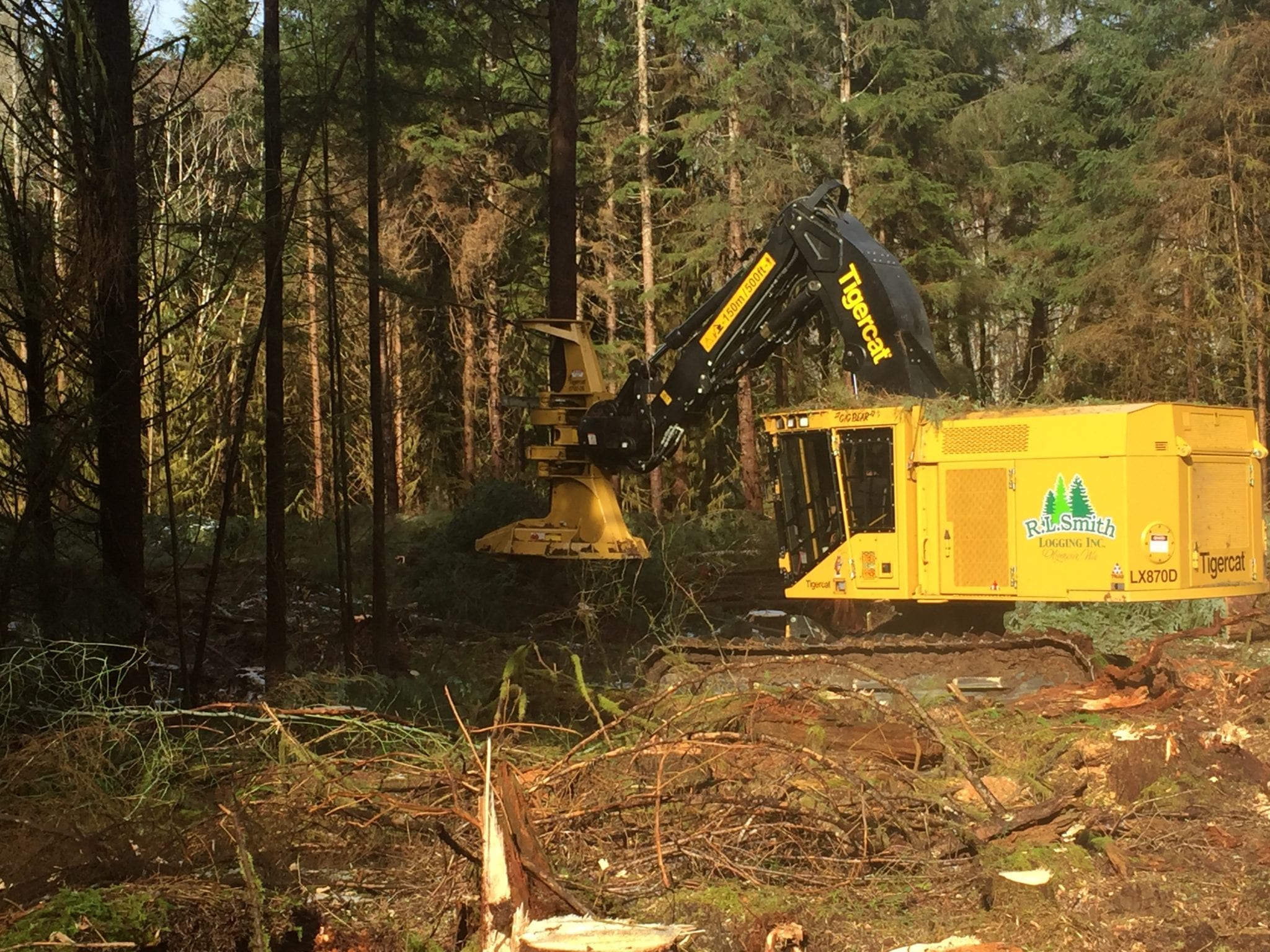 Tigercat Feller Buncher in use